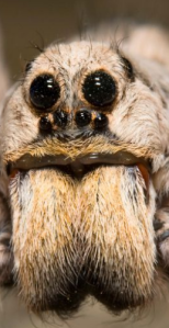 Wolf spider face cropped